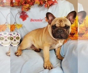 French Bulldog Puppy for Sale in OTTAWA LAKE, Michigan USA