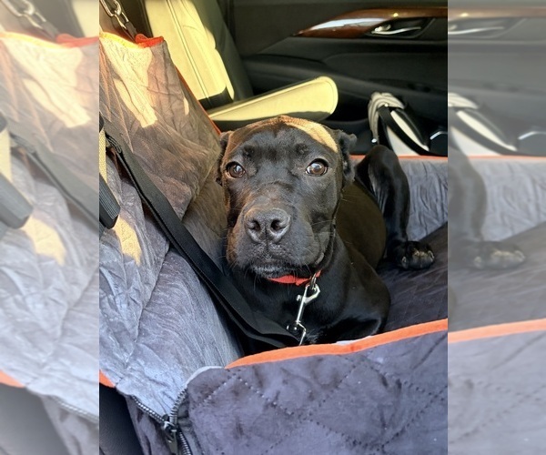 Medium Photo #35 Cane Corso Puppy For Sale in ANDERSON, IN, USA