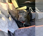 Small #34 Cane Corso