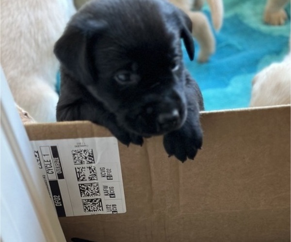 Medium Photo #2 Labrador Retriever Puppy For Sale in OAKLEY, CA, USA