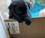 Small Photo #2 Labrador Retriever Puppy For Sale in OAKLEY, CA, USA