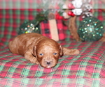 Small Photo #7 Poodle (Toy) Puppy For Sale in GRAY, LA, USA