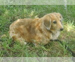 Small #2 Dachshund
