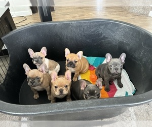 French Bulldog Puppy for sale in DENVER, CO, USA