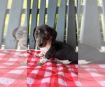 Small #5 Dachshund