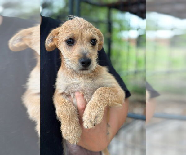 Medium Photo #1 Mutt Puppy For Sale in Oak Bluffs, MA, USA
