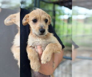 Mutt Dogs for adoption in Oak Bluffs, MA, USA
