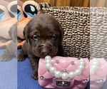 Image preview for Ad Listing. Nickname: Lab puppies