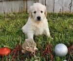 Small Photo #22 Golden Retriever Puppy For Sale in RICHMOND, TX, USA