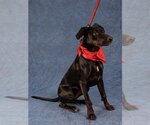Small Photo #14 Plott Hound-Pointer Mix Puppy For Sale in Lake Forest, CA, USA