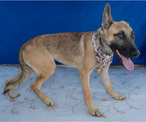 Medium Photo #2 German Shepherd Dog-Unknown Mix Puppy For Sale in Pasadena, CA, USA