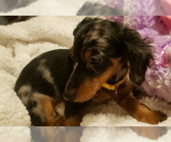 Medium Photo #1 Dachshund Puppy For Sale in ADEL, IA, USA