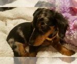 Small Photo #1 Dachshund Puppy For Sale in ADEL, IA, USA