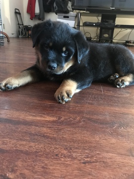 Medium Photo #1 Rottweiler Puppy For Sale in BEAVERTON, OR, USA