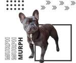 Small Photo #1 French Bulldog Puppy For Sale in SPRING, TX, USA
