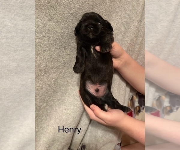 Medium Photo #3 Shih Apso Puppy For Sale in SCOTTSDALE, AZ, USA