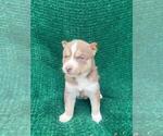 Small Photo #15 Siberian Husky Puppy For Sale in INMAN, SC, USA