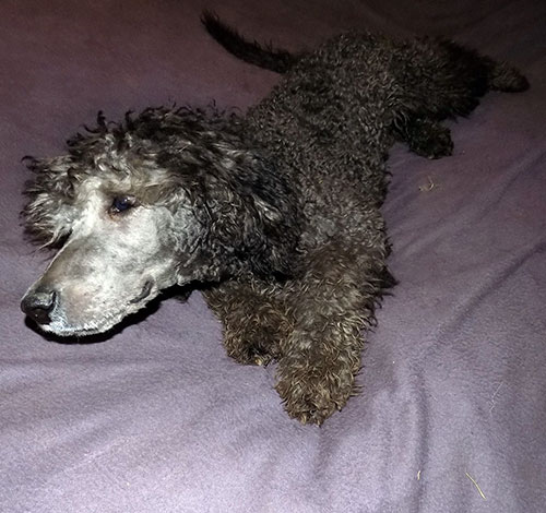 Medium Photo #1 Poodle (Standard) Puppy For Sale in EUREKA, CA, USA