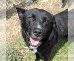 Small #1 Labrador Retriever Mix