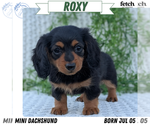 Puppy Roxy Dachshund