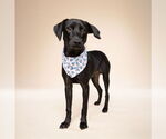 Small #4 Rottweiler Mix