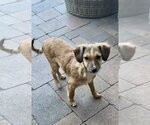 Small #11 Mutt