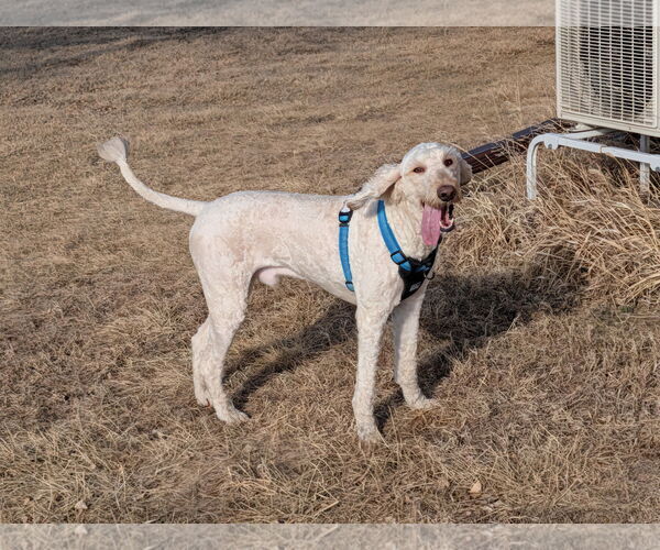Medium Photo #6 Poodle (Standard) Puppy For Sale in Sioux Falls, SD, USA