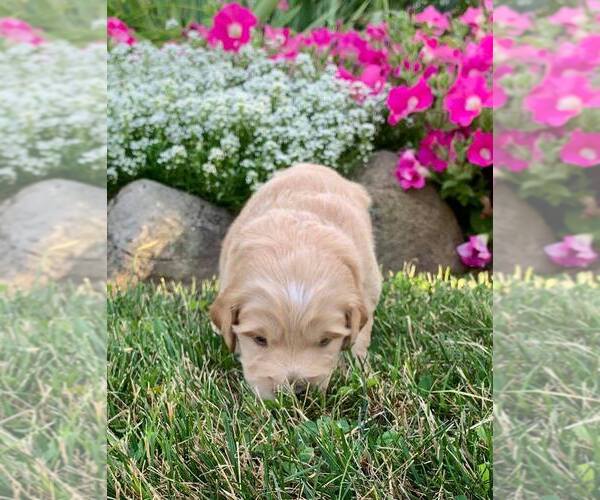 Medium Photo #2 Goldendoodle (Miniature) Puppy For Sale in NAPPANEE, IN, USA