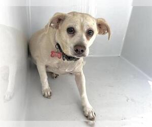 Chihuahua-Unknown Mix Dogs for adoption in Houston, TX, USA