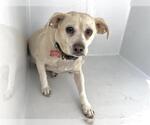 ESMAE - Female Chihuahua-Unknown Mix Dog for Adoption - Small photo