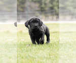 Small Photo #5 Cane Corso Puppy For Sale in MENTONE, IN, USA