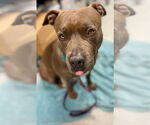 Small #34 American Staffordshire Terrier