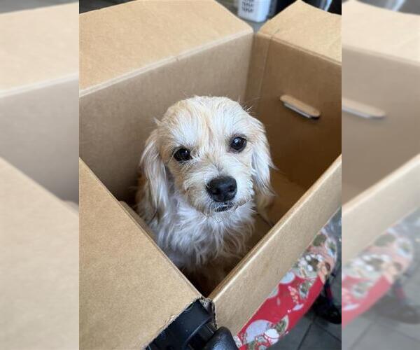 Medium Photo #1 Shih Tzu-Unknown Mix Puppy For Sale in San Antonio, TX, USA