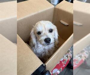 Shih Tzu-Unknown Mix Dogs for adoption in San Antonio, TX, USA