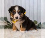 Small #4 Miniature Australian Shepherd