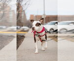Small #13 American Pit Bull Terrier Mix