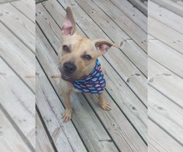 Medium Photo #18 American Pit Bull Terrier Puppy For Sale in Murfreesboro, NC, USA