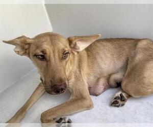 Labrador Retriever-Unknown Mix Dogs for adoption in Houston, TX, USA