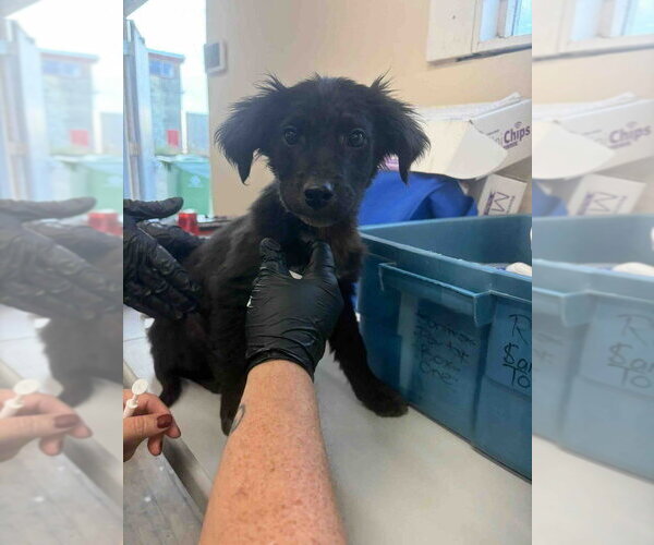 Medium Photo #1 Mutt Puppy For Sale in Calgary, Alberta, Canada