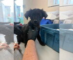 Nimbus - Male Mutt Dog for Adoption - Small photo