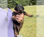 Small Photo #3 Doberman Pinscher Puppy For Sale in CHESTER, SC, USA