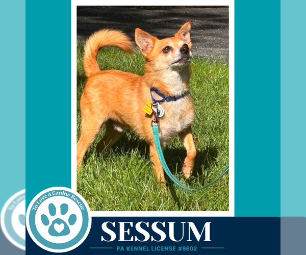 Medium Photo #3 Chihuahua Puppy For Sale in Kimberton, PA, USA