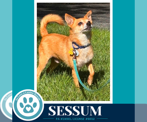 Sessum 082926 - Male Chihuahua Dog for Adoption - Photo #3