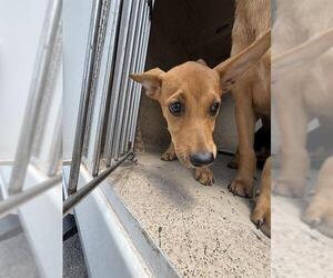 German Shepherd Dog-Unknown Mix Dogs for adoption in Oklahoma City, OK, USA