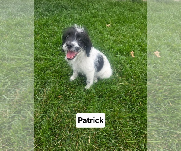 Medium Photo #1 Poodle (Miniature)-Unknown Mix Puppy For Sale in MIDWAY, UT, USA