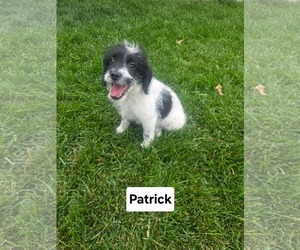 Poodle (Miniature)-Unknown Mix Dogs for adoption in MIDWAY, UT, USA