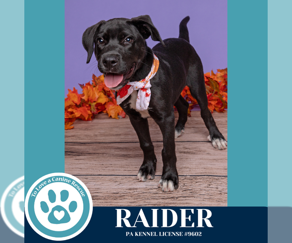Medium Photo #4 Labrador Retriever-Unknown Mix Puppy For Sale in Kimberton, PA, USA