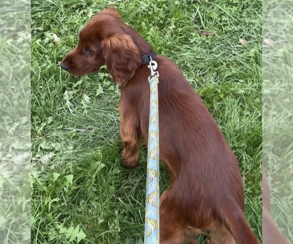 Medium Photo #3 Irish Setter Puppy For Sale in ONEONTA, NY, USA