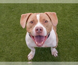 ACE - Male Mutt Dog for Adoption - Photo #3