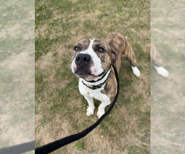 Medium Photo #4 American Staffordshire Terrier Puppy For Sale in Pierceton , IN, USA